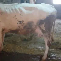 گاو بلژیکی|حیوانات مزرعه|سنندج, |دیوار