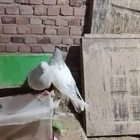 یه جفت طوسی باش