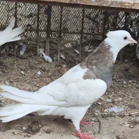 طوقی.شیخ.سیاه بوشهری|پرنده|بندر گناوه, |دیوار