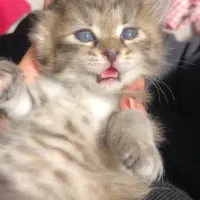 واگذاری گربه دی اس اچ