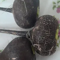 داروی سنگ کلیه