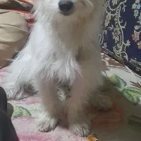 گمشده در یزدانشهر