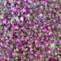 گل محمدی