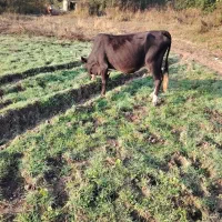 گاو چالوسی باگوساله ماده|حیوانات مزرعه|لشت نشا, |دیوار