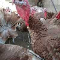 بوقلمون بوروبن|حیوانات مزرعه|کلاشی, |دیوار