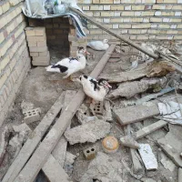 اردک خارجی ۷عدد