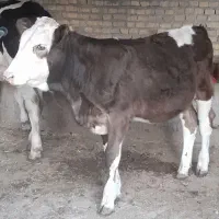 گوساله سمینتال آلمانی گاو