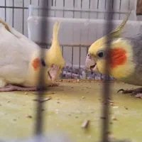عروس هلندی بالغ