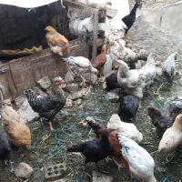 مرغ و خروس همه نژاد