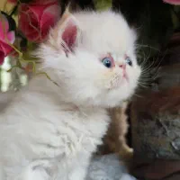 گربه پرشین سوپرفلت|گربه|کرمانشاه, |دیوار