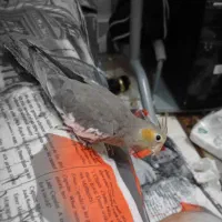 عروس هلندی آشتی