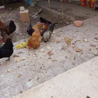 خروس ژاپنی|حیوانات مزرعه|سمنان, |دیوار