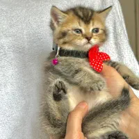 بریتیش ny 25|گربه|کرج, فاز ۱ مهرشهر|دیوار