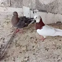 کبوتر گرقتنی طوقی دمسفید