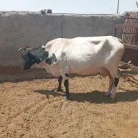 ماده گاو گوشتی و داشتی|حیوانات مزرعه|بیرجند, |دیوار