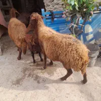 گوسفند زنده کیلوی ۲۶۰۰۰تومن|حیوانات مزرعه|میانه, |دیوار