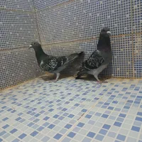 انواع کبوتر