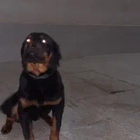 واگذاری توله رتوایلر ماده