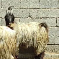 بز، پازن، کهره چبش، سالار|حیوانات مزرعه|شیراز, اصلاح‌نژاد|دیوار