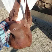 سه تا ماده عروسک