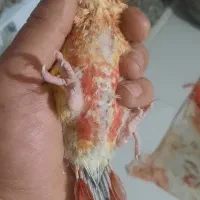 جوجه گیرنچیک|پرنده|مشهد, حجت|دیوار