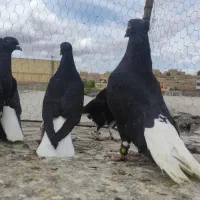 کبوتر دم سفید