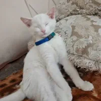 باسلام گربه بریتیش چشم ابی|گربه|خوی, |دیوار