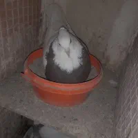 کبوترطوقی|پرنده|شهریار, شهرک بهاران (ویره)|دیوار