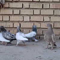 ذات شهری ،دم سفید و سرک|پرنده|شیراز, ارم|دیوار