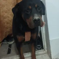 واگذاری سگ روتوایلر|سگ|صباشهر, |دیوار