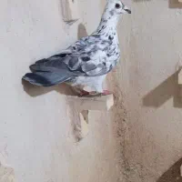 کفتر|پرنده|شیراز, کوشک میدان|دیوار