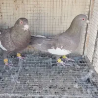 سرک نر وماده پا بلند|پرنده|لنجان, |دیوار