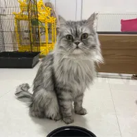 گربه نژاد دار