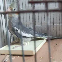 عروس هلندی