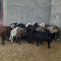 ۱۶تا میش قره قزل و پلنگی اتوبوسی