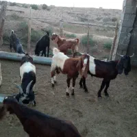 فروش بزغاله های نر