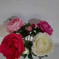 گل نو|گل مصنوعی|ارومیه, |دیوار