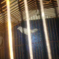 فنج بنگالی نر|پرنده|اهواز, نبوت|دیوار