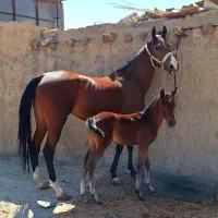 کره نر ۶ ماهه از پیمان کره کامران