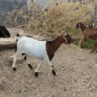 فروش کهره نر و ماده باقیمت عالی