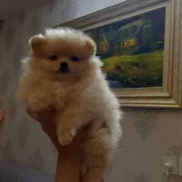 سگ خانگی|سگ|قزوین, |دیوار