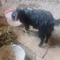 سلام بزفروشی هستن یا مشتری کنار میایم