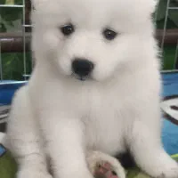 سامویید، دوست باوفای من|سگ|مشهد, وکیلآباد|دیوار