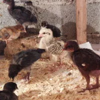 فروش جوجه ۲۰ روزه تعداد بالا