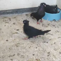 ابادان|پرنده|خرمشهر, |دیوار