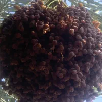 خرمای گنتار