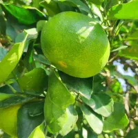 فروش ۵ تن نارنگی و پرتقال|عمدهفروشی|بهشهر, |دیوار