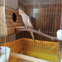 عروس هلندی|پرنده|محمدشهر, همایون ویلا|دیوار