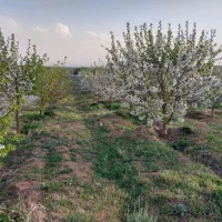 باغچه ۲۵۰ متری اردهه
