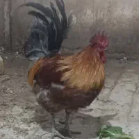 خروس محلی|حیوانات مزرعه|شاهین‌شهر, گزبرخوار|دیوار